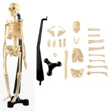 에듀토이즈 인체 뼈모형-과학교육 실습용(46cm)에듀토이즈 인체 뼈모형-과학교육 실습용(46cm)리틀타익스 노원점리틀타익스 노원점